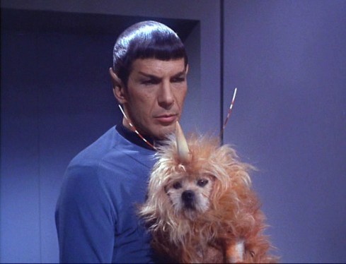 space_dog